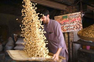 A worker busy in roosting grams at his workplace near the Firdous area.