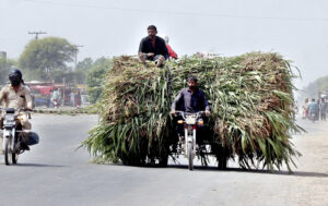 A person traveling on a tricycle rickshaw loaded with fodder at bypass road.