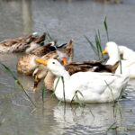 A flock of ducks swimming in a local stream at Khaza area
