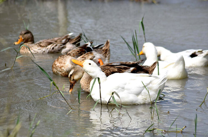 A flock of ducks swimming in a local stream at Khaza area