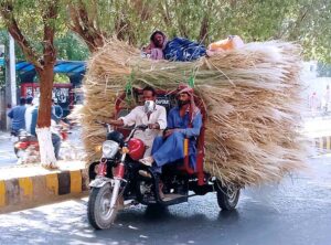 A man lies atop of dry hay loaded on a motorcycle cart as it makes its way to a dairy farm.