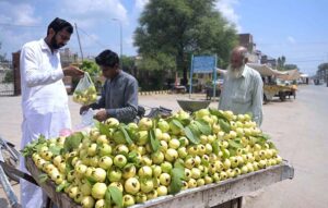 A street vendor sells fresh guavas on his cart at Catchahry Road