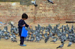 A kid throwing food for pigeons as a mercy.