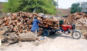 Men carefully load firewood onto their motorcycle rickshaw to transport it to be used as fuel for local Tandoors in the city of Bahawalpur.