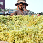 A vendor arranging and displaying the seasonal fruit grapes to attract the customers on their handcart at the roadside setup