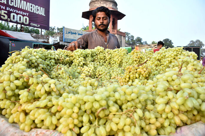 A vendor arranging and displaying the seasonal fruit grapes to attract the customers on their handcart at the roadside setup