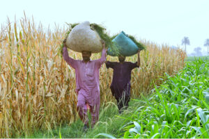 Farm workers carrying pack of fodder on head on their way near Dunyapur Road.