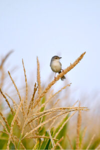 A beautiful bird sitting on a corn stalk at a field.