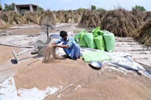 A farmer busy cleaning grain in his field in a traditional way near Larkana-Tando Masti Road. APP