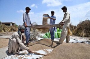 A farmer busy cleaning grain in his field in a traditional way near Larkana-Tando Masti Road. APP