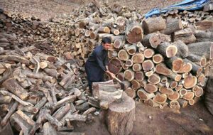 A laborer busy cutting firewood into pieces at his workplace near Charsadda Road