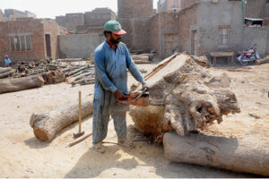 Woodcutters use electric saws to cut a large tree trunk into pieces at the timber market