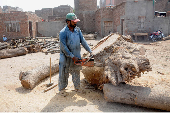 Woodcutters use electric saws to cut a large tree trunk into pieces at the timber market
