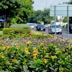 A beautiful sight of celosia flowers adding to the beauty of the city on Khayaban Ferdowsi Road