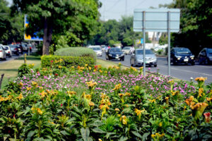 A beautiful sight of celosia flowers adding to the beauty of the city on Khayaban Ferdowsi Road