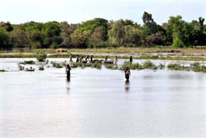 Flood affected woman making tea outside her temporary shelter at Larkana-Tando Masti Road.