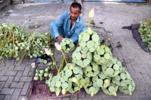 A vendor arranging and displaying the seasonal fruit (Dodi) to attract the customers at his roadside setup.