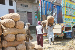 Labourers busy in unloading the potatoes bags from delivery truck at Vegetable Market.