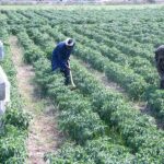 Agricultural Census 2024