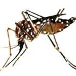 Dengue cases rise in Rawalpindi, Murree as surveillance intensifies
