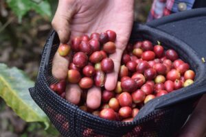 Kopi-Luwak coffee's costly journey from cat poop to gold