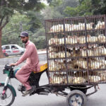 A vendor on the way on tricycle loaded with chicken to deliver in a local market of Federal Capital