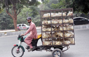 A vendor on the way on tricycle loaded with chicken to deliver in a local market of Federal Capital