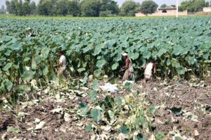 A farmer carefully plucks traditional beeh vegetables from the fertile fields near Wada Mahar Village, preserving the age-old connection between land and harvest.