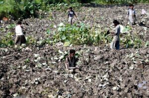 A farmer carefully plucks traditional beeh vegetables from the fertile fields near Wada Mahar Village, preserving the age-old connection between land and harvest.