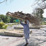 An elderly person on the way carrying bundle of dry branches of tree for domestic use in Federal Capital