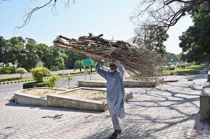 An elderly person on the way carrying bundle of dry branches of tree for domestic use in Federal Capital