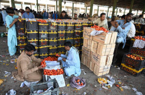 Labourers carefully pack best quality tomatoes into wooden crates for delivery at vegetable market.