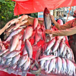 A fish vendor displaying fresh fish to attract customers in the market