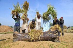 Farmers threshing rice crop in a traditional way at their field near Ratodero Road.