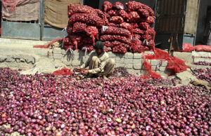 Labourers carefully pack best quality tomatoes into wooden crates for delivery at vegetable market.
