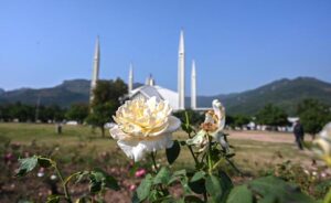 A view of flower flourishing and blooming in lawn of Faisal Mosque in the Federal Capital