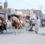 A Trainer is busy with the training of Horse for the two-wheeled cart (Taanga)carriage of passengers at LMQ Road