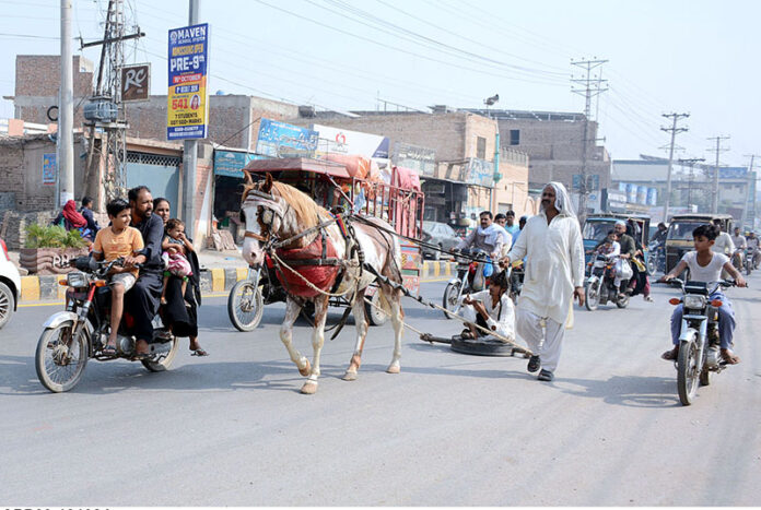 A Trainer is busy with the training of Horse for the two-wheeled cart (Taanga)carriage of passengers at LMQ Road