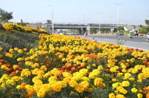 A view of flower flourishing and blooming in lawn of Faisal Mosque in the Federal Capital