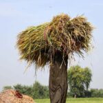 A farmer on his way while carrying a bunch of rice crop in his field