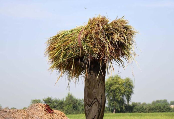 A farmer on his way while carrying a bunch of rice crop in his field
