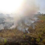 Farmers burns the remains after harvesting rice crop in their field