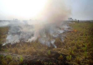 Farmers burns the remains after harvesting rice crop in their field