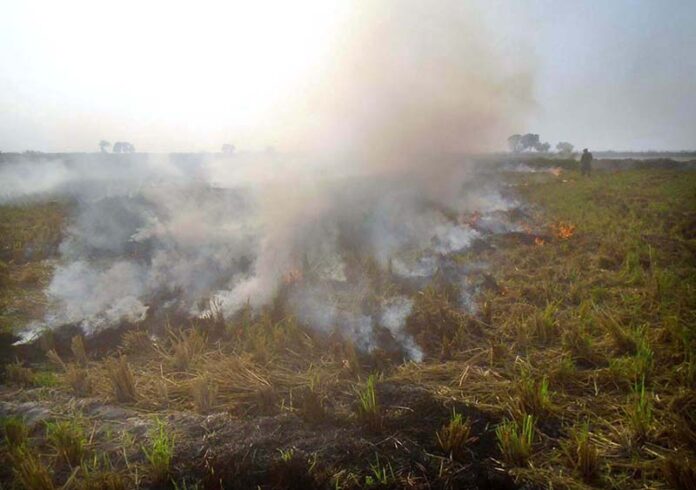Farmers burns the remains after harvesting rice crop in their field