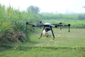 Farmers use drone to spray the sugarcane crop at their farm field.