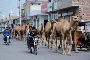 Shepherds guiding their herd of camels heading towards the grazing field