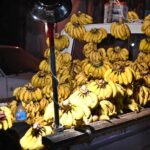 A vendor arranges bunches of bananas for sale, offering top quality produce to customers on his roadside setup in twin cities