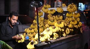 A vendor arranges bunches of bananas for sale, offering top quality produce to customers on his roadside setup in twin cities