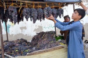 A vendor patiently waits for customers on the roadside in the city, selling antioxidant-rich black grapes known for their health benefits.