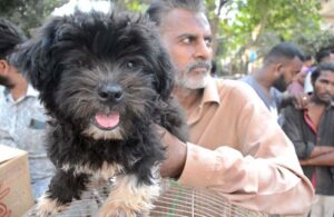 A female standing under the shade of an umbrella to sell Persian Cat in Saddar area in Provincial Capital